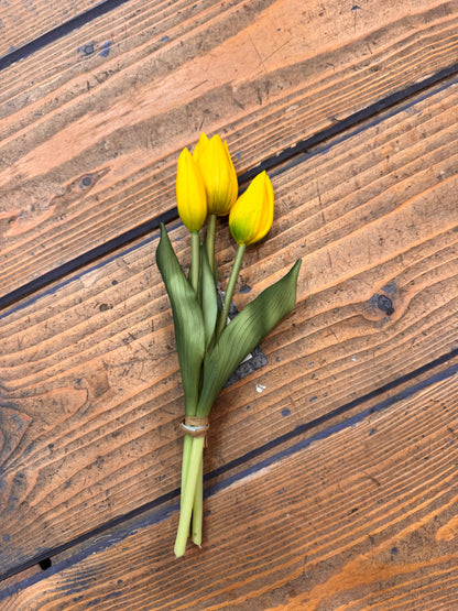 Tulp Effen 3 stuks