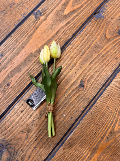Tulp Effen 3 stuks